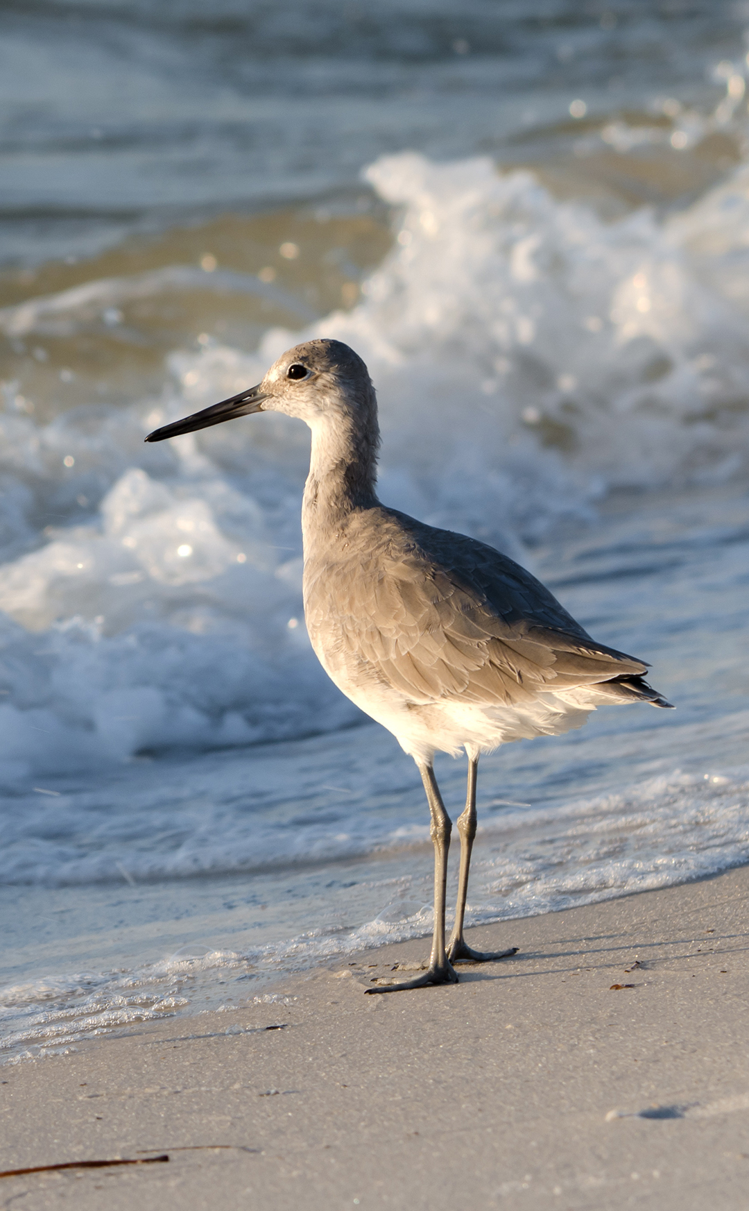 Vogel aan zee